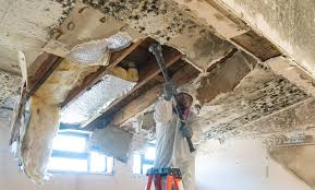 Mold Odor Removal Services